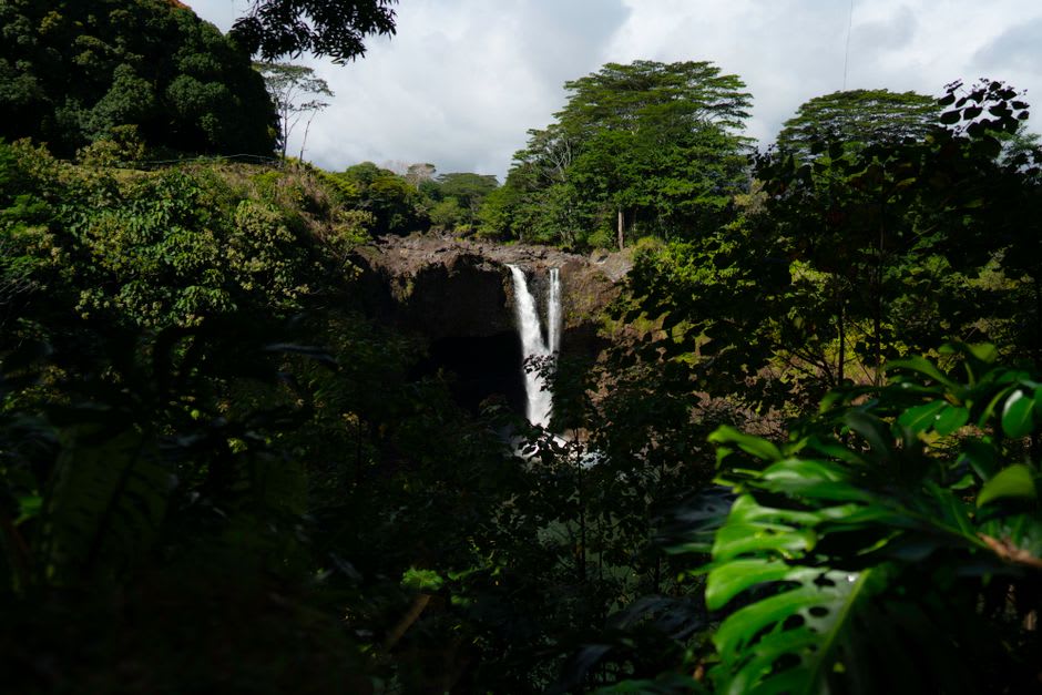 The massive banyan tree roots cascading down the cliff face beside Rainbow Falls