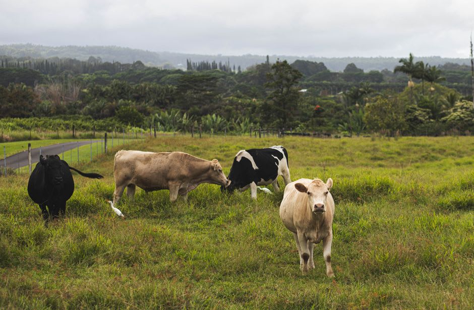 Cattle grazing on green pasture at Ulupalakua Ranch with Haleakala's slopes rising behind them