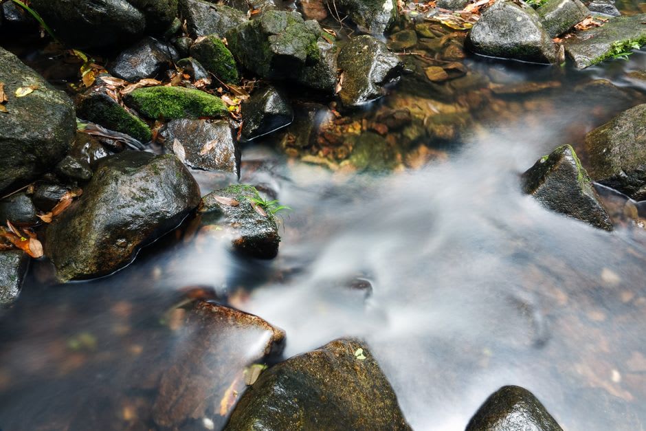 Un sentier forestier étroit bordé de racines d'arbres exposées et de fougères menant vers les cascades de Ng Tung Chai