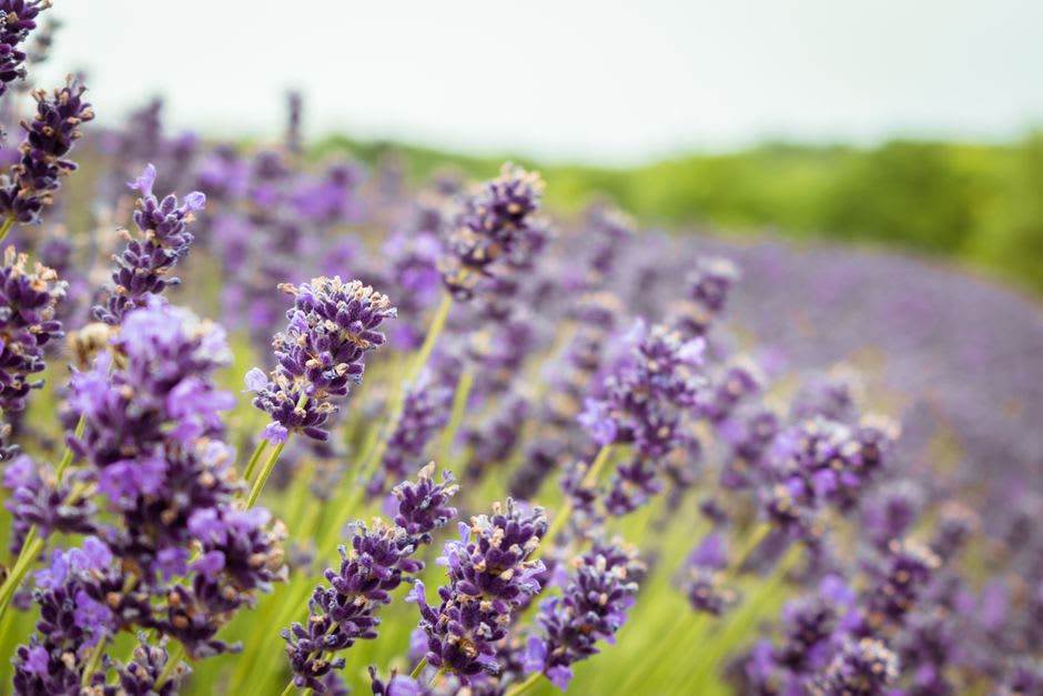 A path cutting through rows of blooming lavender on the Tihany peninsula