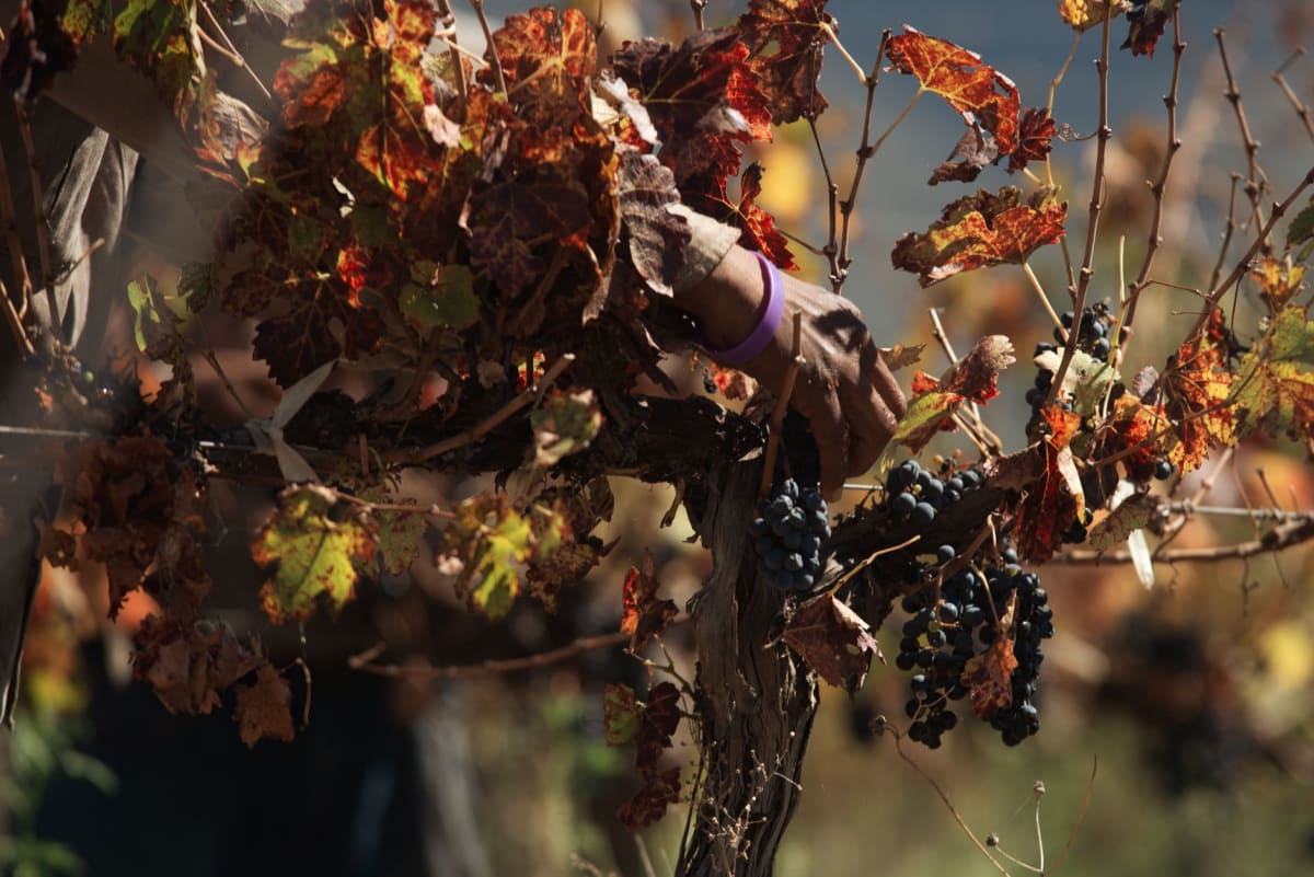 Golden vineyards and misty valleys in the Tokaj wine region during autumn harvest