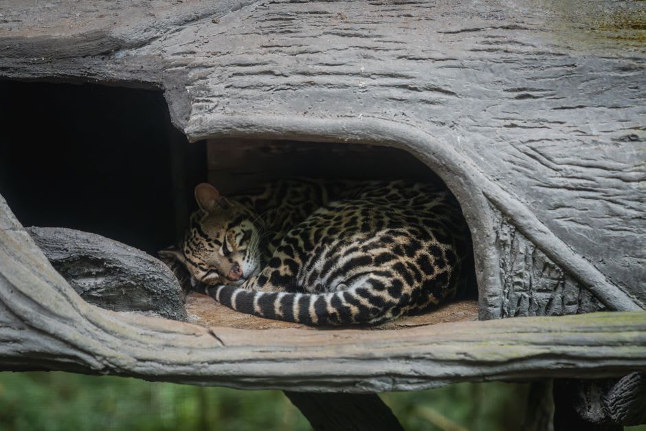 Recinto de rehabilitación con vegetación nativa densa albergando a un ocelote herido