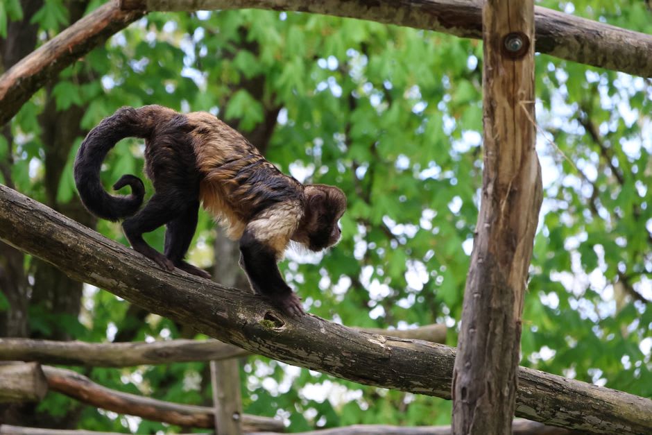 Mono caí descansando en un árbol dentro de uno de los recintos de rehabilitación de la reserva