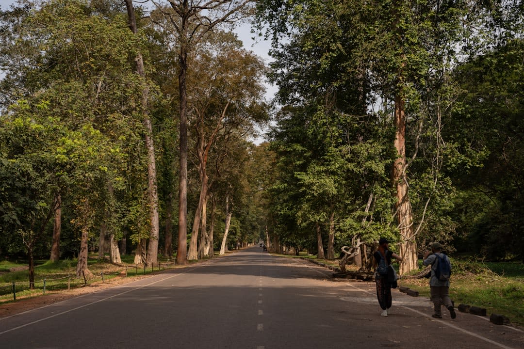 Un vehículo de safari detenido en un camino de tierra mientras un tigre cruza delante en el bosque de sal de Bandhavgarh