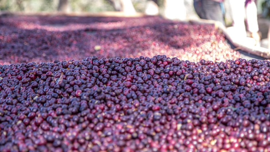 Cerezas de café secándose al sol sobre lechos elevados en una plantación de Chikmagalur