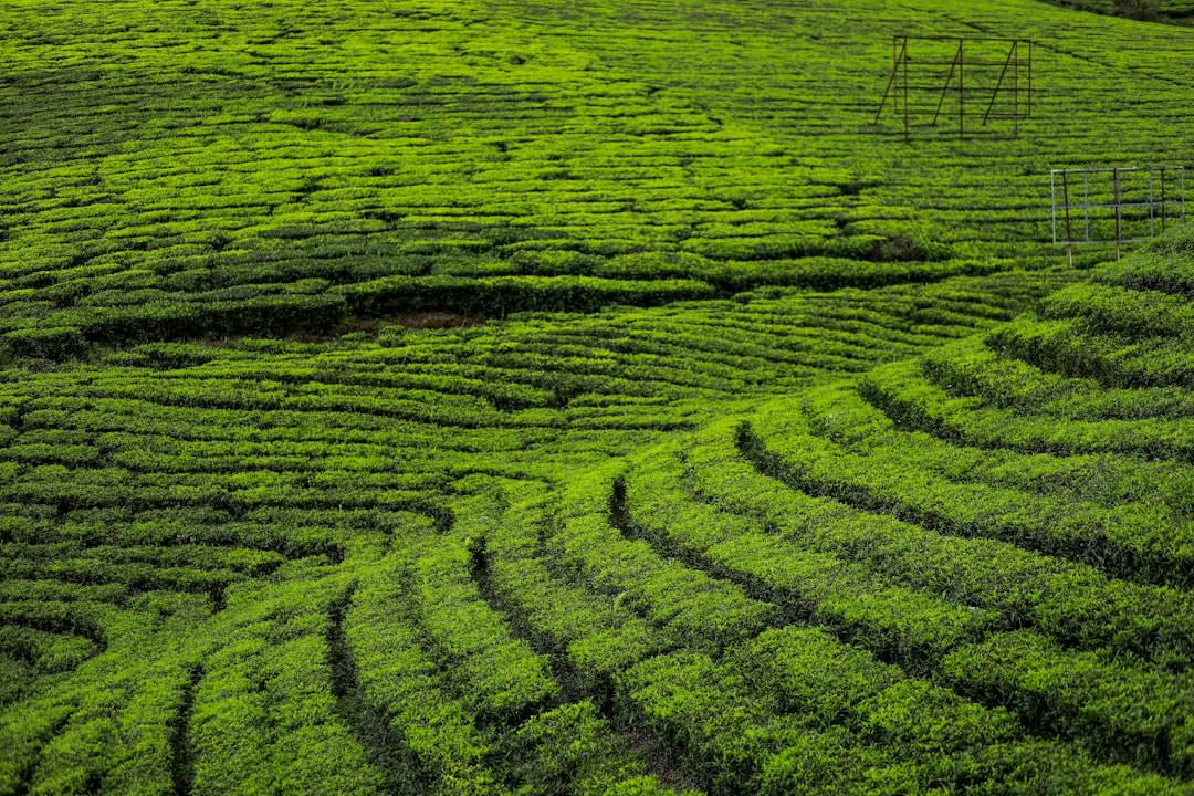 A layered spice plantation in Wayanad with pepper vines climbing silver oak trees above cardamom plants