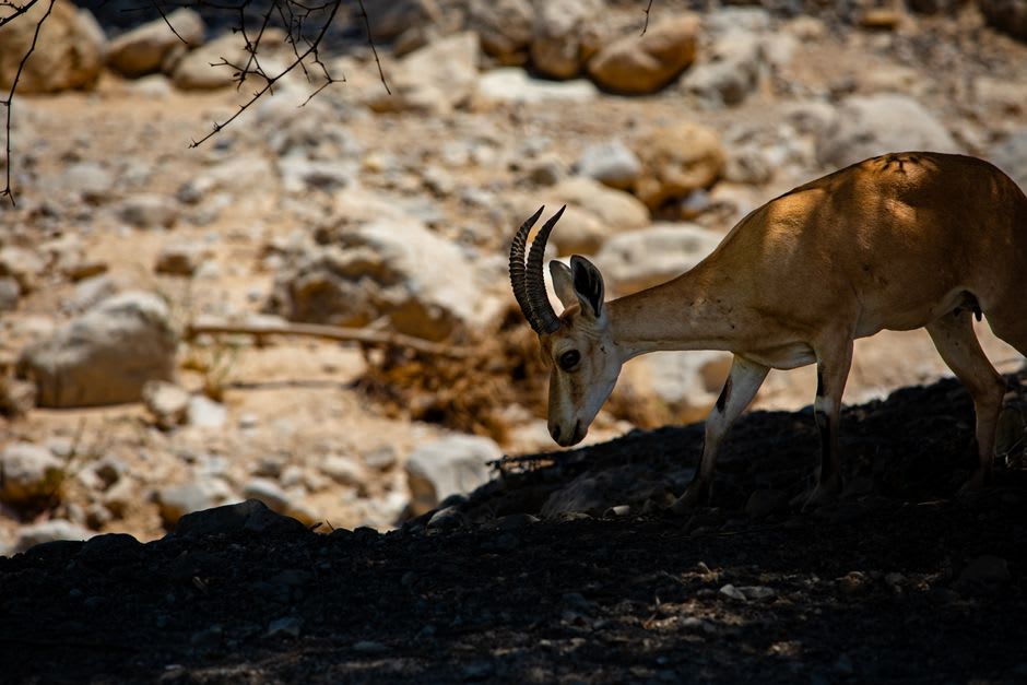 Bouquetin de Nubie se reposant sur une corniche rocheuse au-dessus du sentier d'Ein Gedi