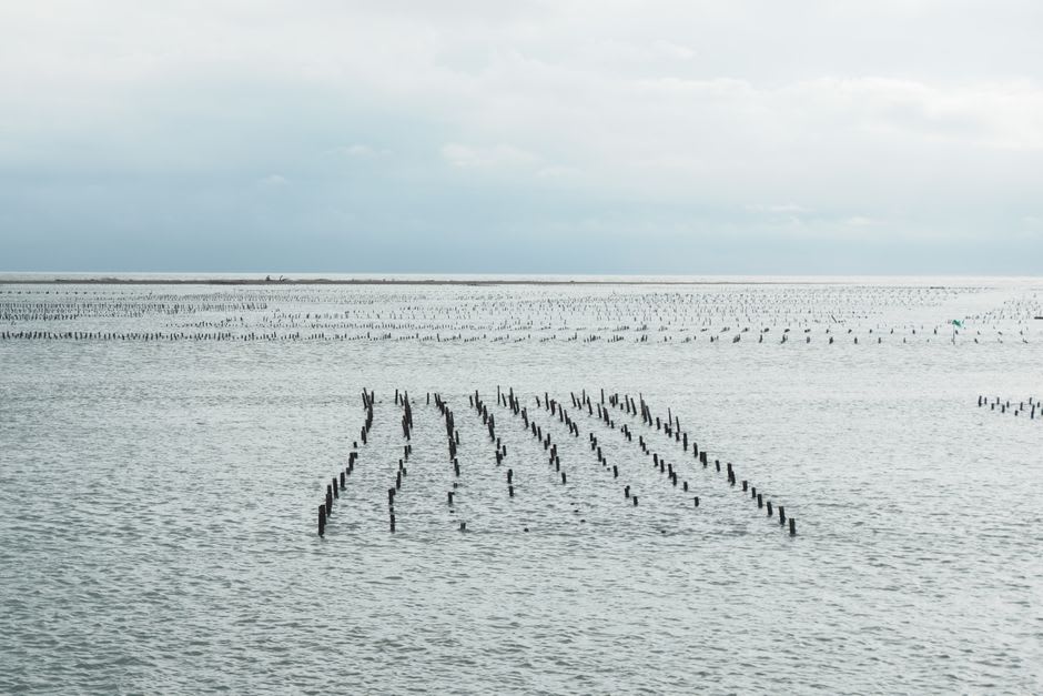 Plataformas de madera de cultivo de marisco sobre el agua verde y calma del fiordo de Lim