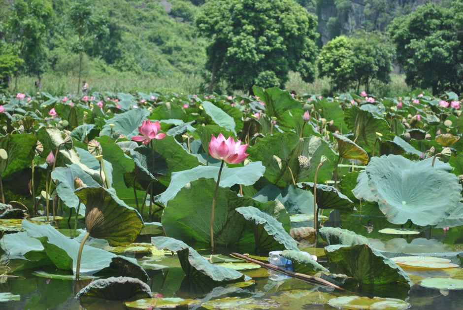 Des milliers de fleurs de lotus roses couvrant les bassins de Kodai Hasu no Sato, à Gyoda, avec des passerelles courant entre elles