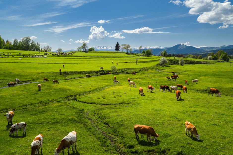 Jersey cattle spread across the open grassy hillside of Hiruzen Kogen with volcanic peaks in the distance