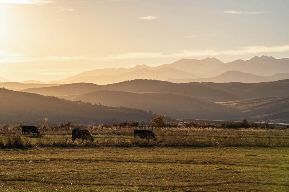 Open grassland trail on Hiruzen Kogen at golden hour with distant cattle and low hills