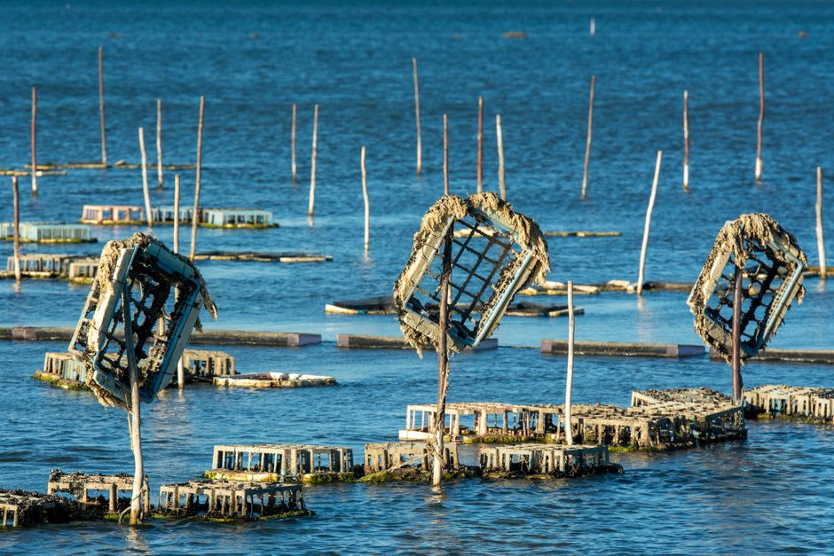 Filas de jaulas de ostras sumergidas colgando de balsas de perlas dispersas por la bahía de Ago cerca de Kashikojima