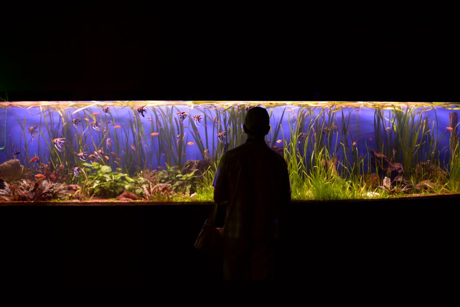 Des calmars lucioles vivants dans un bassin d'exposition éclairé au musée Hotaruika de Namerikawa