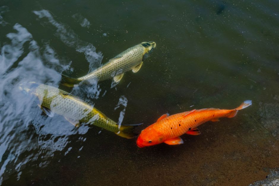 Un bassin d'élevage traditionnel en boue pour koïs nishikigoi, taillé dans une colline en terrasses au-dessus d'Ojiya, Niigata