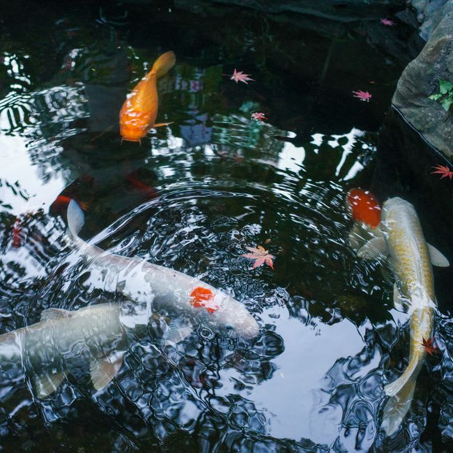 De colorées koïs nishikigoi visibles dans un bassin d'observation koshi-ike à l'eau claire pendant la saison d'automne d'Ojiya