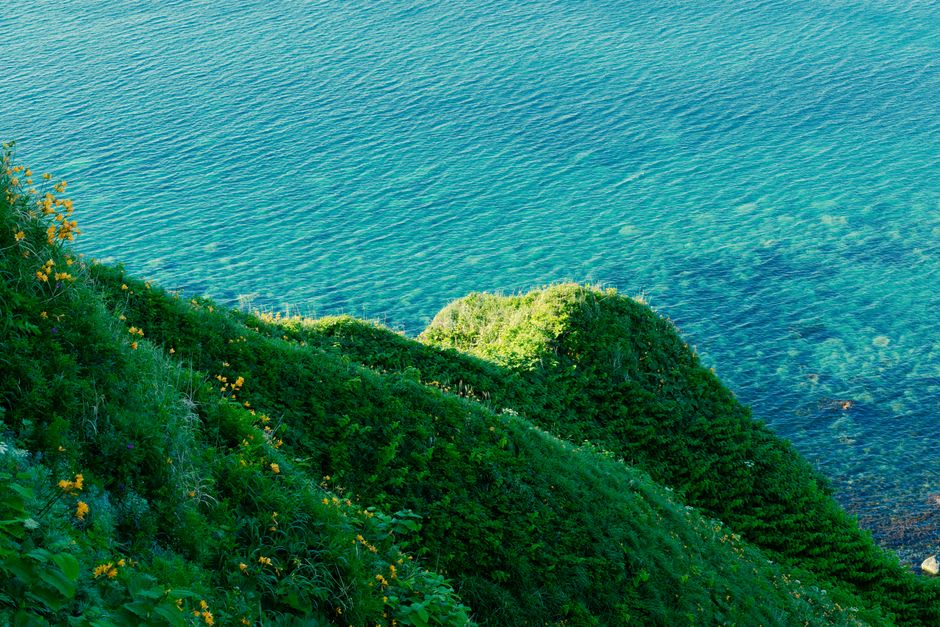 De longs rubans sombres de kelp kombu étalés pour sécher sur le rivage caillouteux de Rishiri, lestés de pierres, la mer au-delà