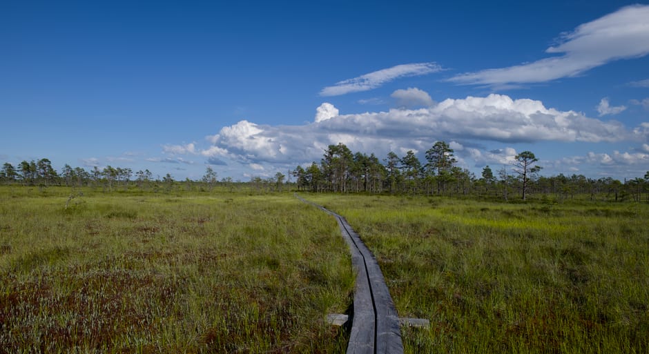 A long wooden boardwalk stretching through the Sarobetsu Wetland near Horonobe, reeds and marsh water on either side