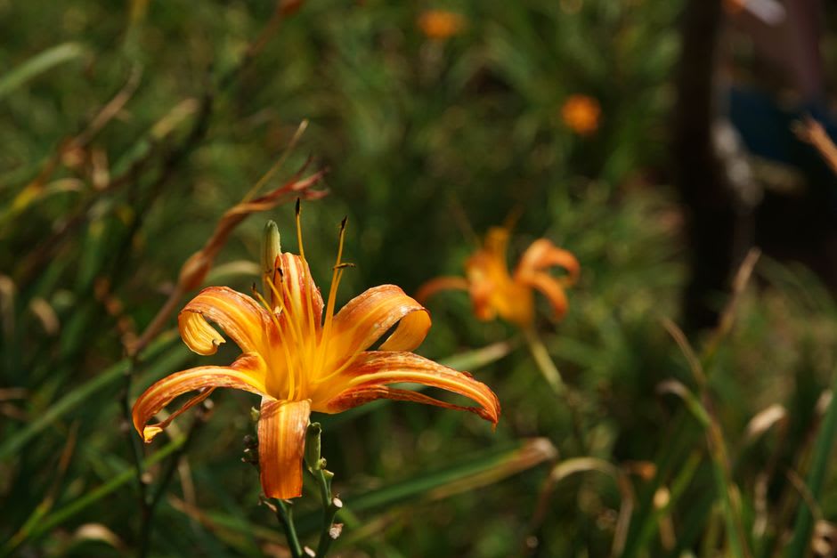 Cotton grass and orange Ezo day lilies blooming across the Sarobetsu Wetland with Mount Rishiri visible in the distance