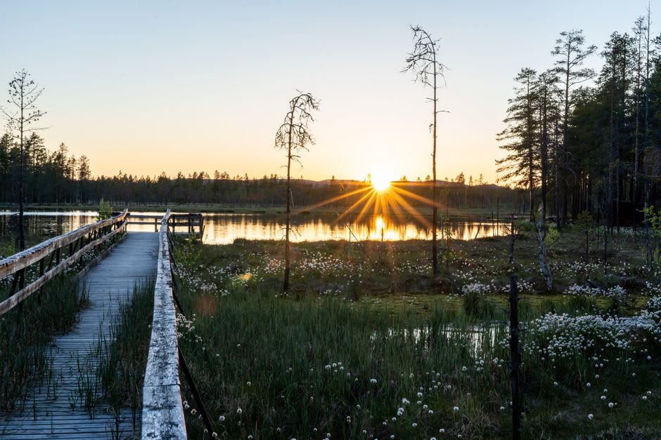 The Sarobetsu Wetland boardwalk in golden late-summer light, wide marshland stretching toward distant hills