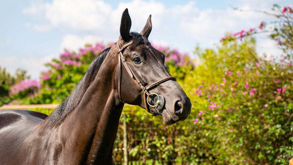 A retired champion thoroughbred stallion in an open paddock at the Shizunai Stallion Station, Hidaka, Hokkaidō