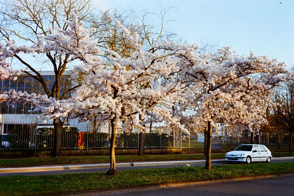Cherry blossoms blooming along a roadside fence in Hidaka, Hokkaidō, with a mare and foal grazing in the pasture beyond