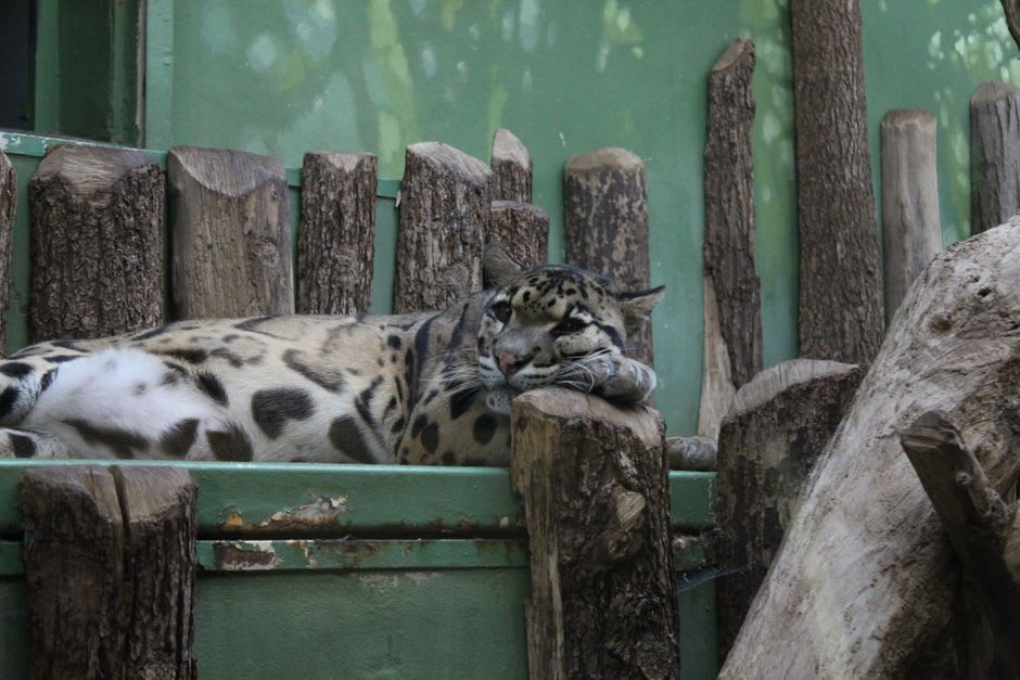 Un chat léopard de Tsushima dans un enclos boisé d'un centre de conservation de la faune sur l'île de Tsushima