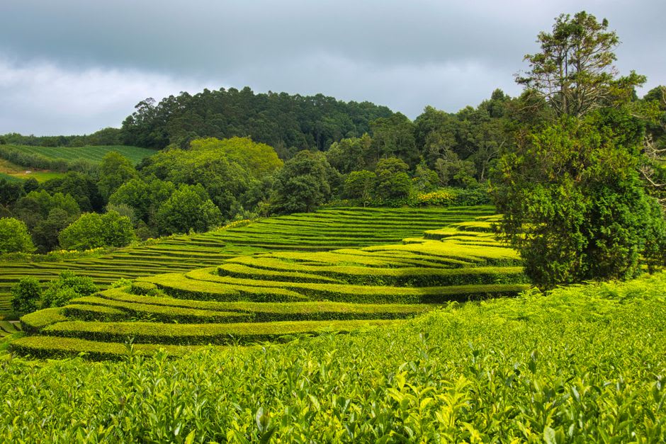 Agricultor podando hileras de arbustos de té en una ladera en terrazas escarpadas en Wazuka