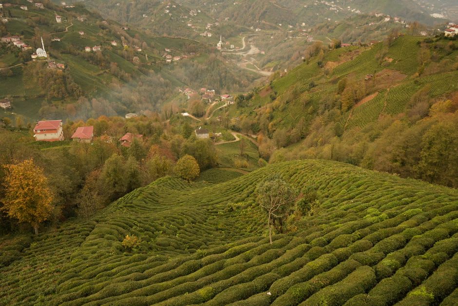 Terrazas de té verde ondulando a través del valle de Wazuka bajo la luz de la tarde