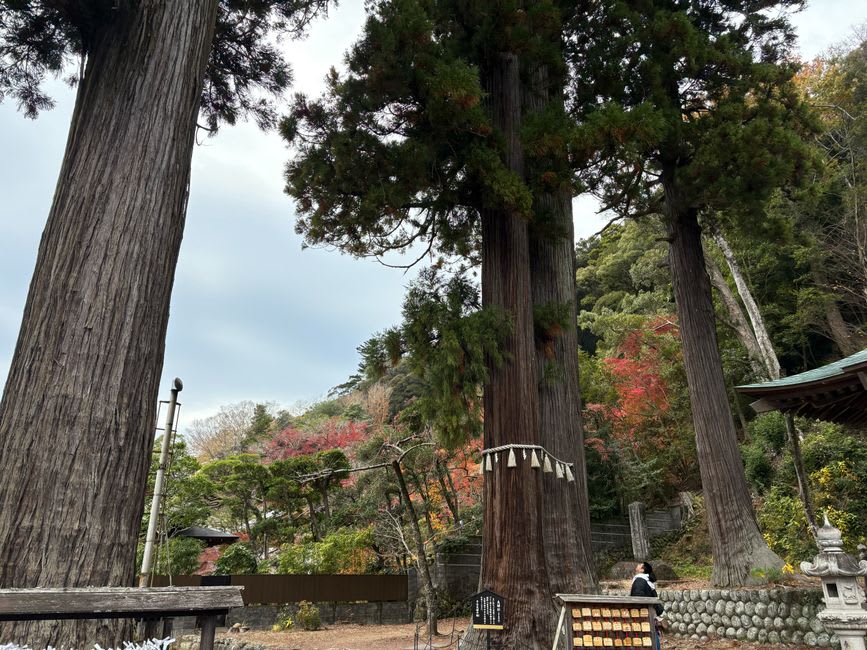 La longue allée bordée de cèdres menant au sanctuaire de Yahiko, la lumière du soleil perçant l'antique canopée sur le chemin de pierre