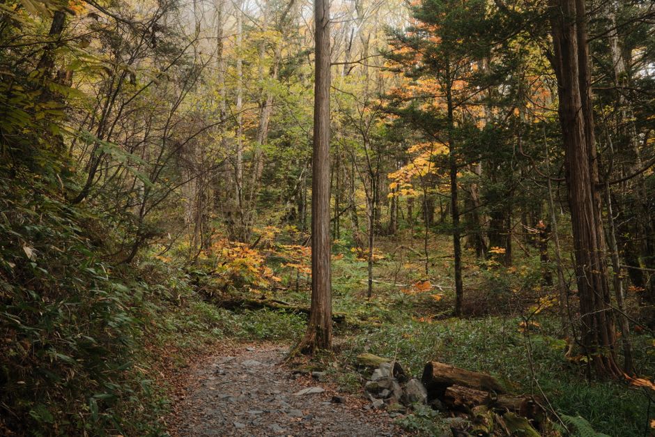 Le sentier forestier menant à la cascade de Yoro, de petites passerelles traversant le cours d'eau