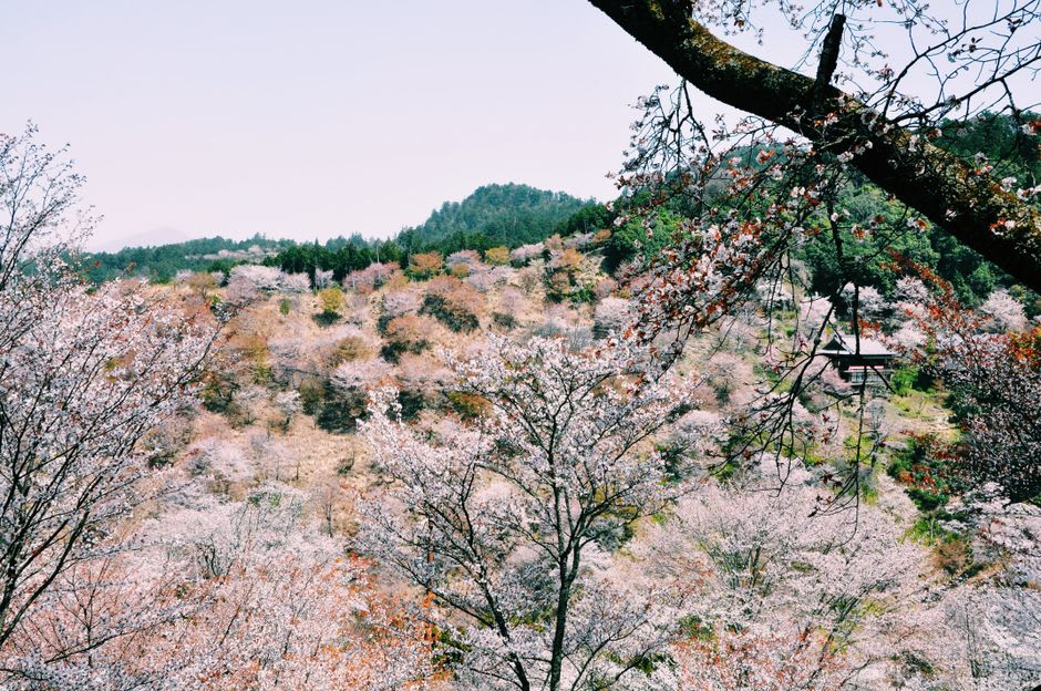 Layered ridges of cherry blossom climbing the slopes of Mount Yoshino in spring