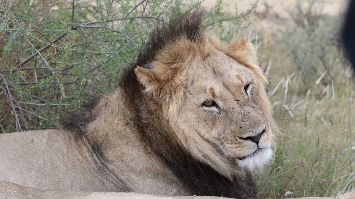 Una manada de leones del Kalahari descansa en la sombra profunda de un gran árbol pastor cerca del Pan de Khutse al mediodía, un cachorro tumbado sobre otro en sueño laxo