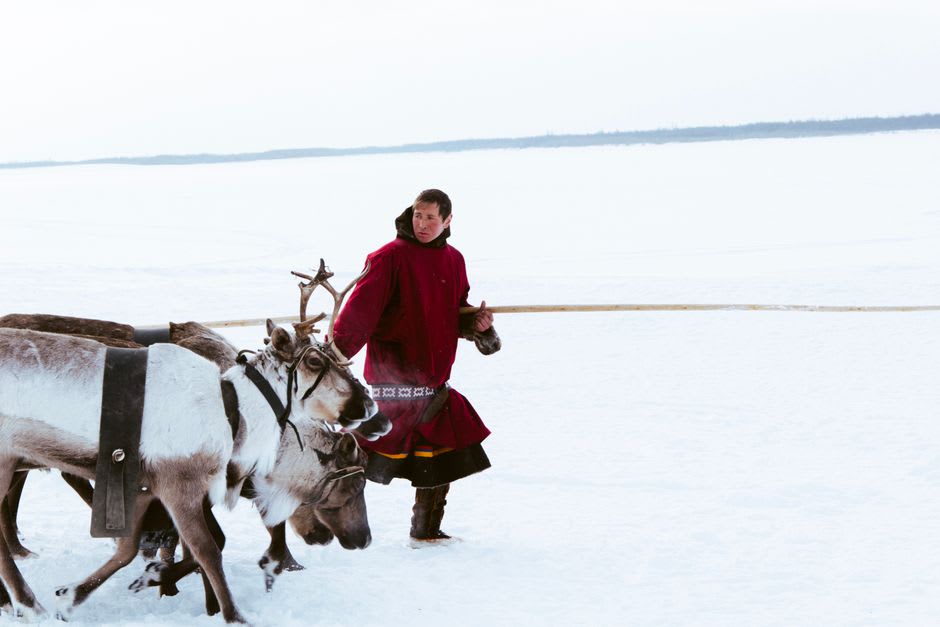 Even reindeer herder leading his animals across the tundra in Bystrinsky Nature Park