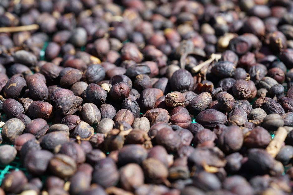 Cerezas de café secándose sobre lonas en una finca familiar de la Meseta de Bolaven