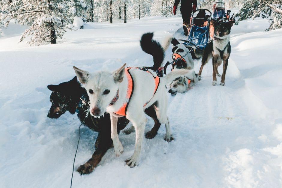 Perros de trineo enganchados corriendo por un sendero nevado cerca de Muonio