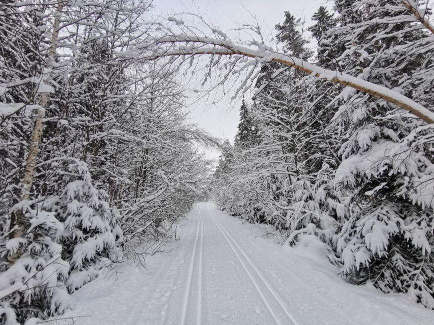 Cross-country ski tracks cutting through snow-covered pines near Steg