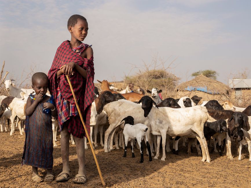 Maasai herder boy walking goats along a wire fence bordering the reserve boundary