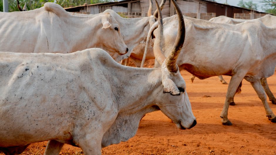 Pastores con sombreros de ala ancha moviéndose entre cientos de cabezas de ganado cebú en el mercado semanal de las afueras de Ambalavao