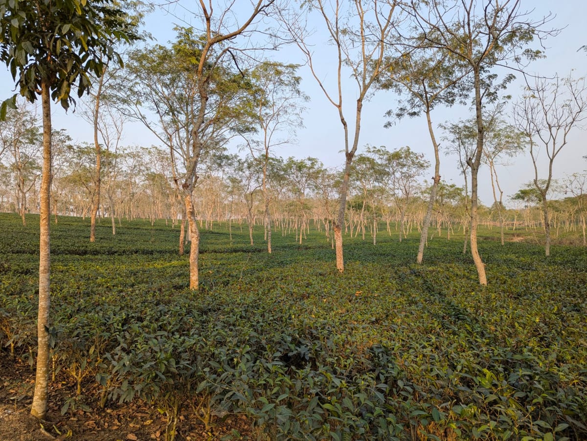 La terraza colonial de la pensión de Satemwa al atardecer, colinas cubiertas de té extendiéndose hasta Mulanje en el horizonte