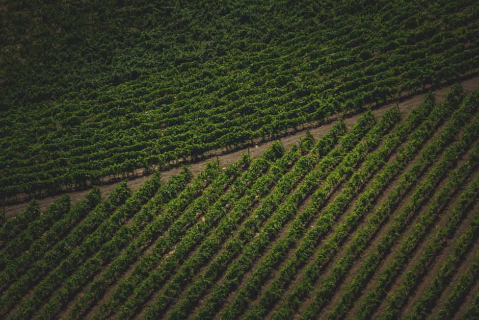 Vineyard rows on gravel soil stretching toward the Andes foothills in Altamira