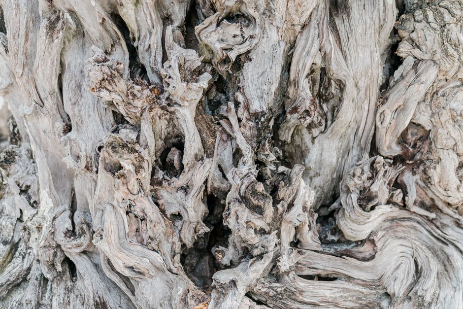 Gnarled old Malbec vine trunks in stony soil at a Perdriel vineyard