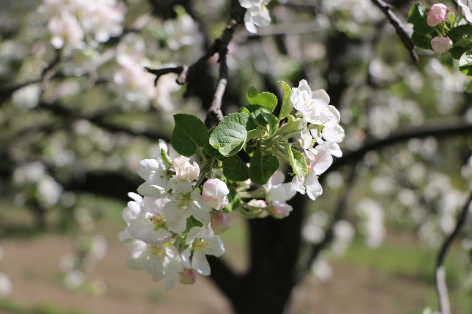 Blossoming apple orchard rows receding toward the canyon ridgeline south of Aramberri
