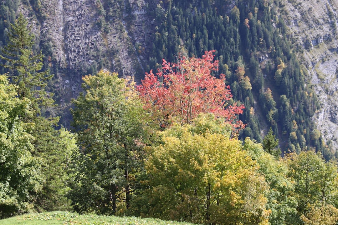 Apple orchards in autumn color along the switchback road descending into the Cañón de Arteaga, limestone walls rising above terraced rows of trees