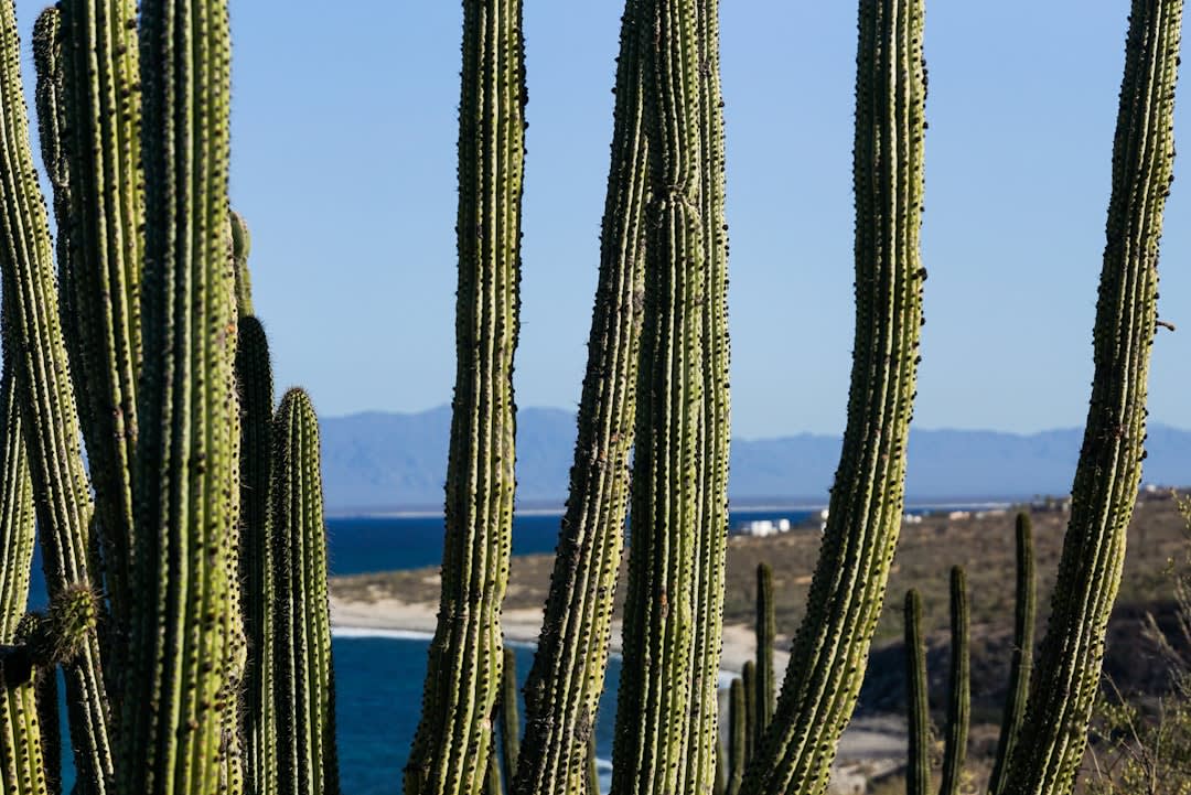 Un camino de arena serpenteando entre enormes bloques de granito redondeados y cardones en el desierto de Cataviña a la hora dorada.
