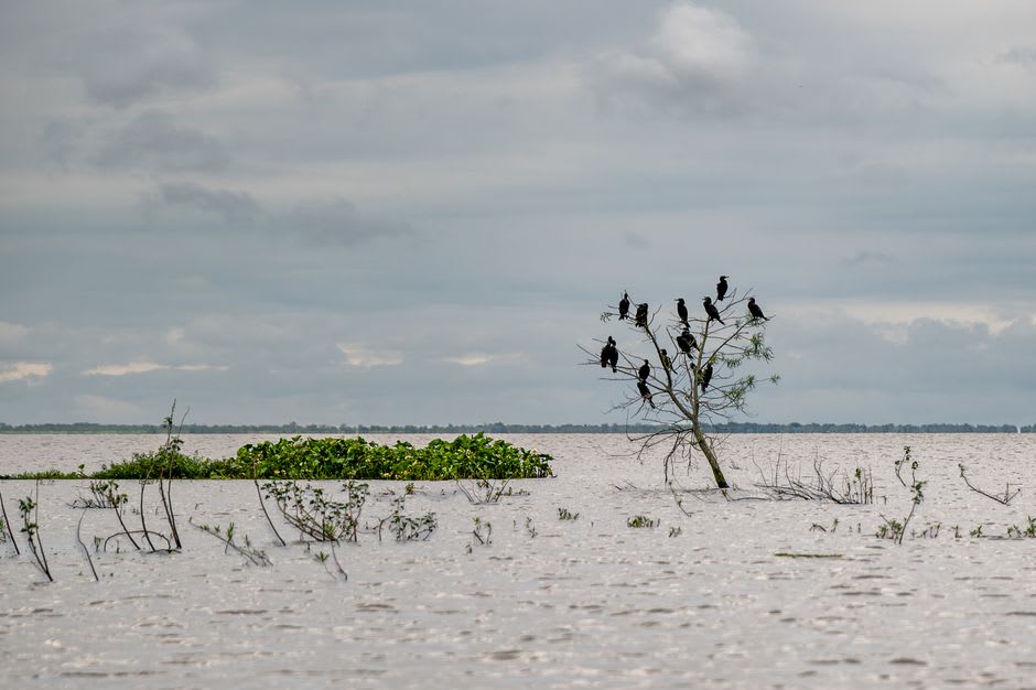 Un cocodrilo de río descansando inmóvil en una orilla fangosa dentro de la reserva de Centla