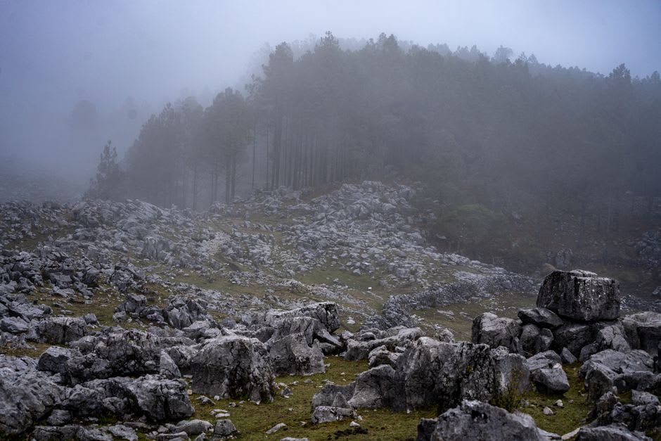 A damp pine and oak trail in the highland forest above Chapa de Mota, needles carpeting the path, mist hanging in the treetops and soft green light filtering through