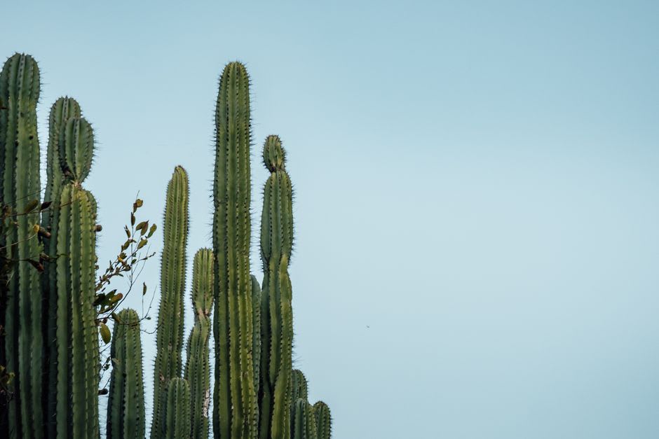 Columnar cardón and órgano cacti rising along the canyon walls of the Tehuacán-Cuicatlán biosphere in afternoon light