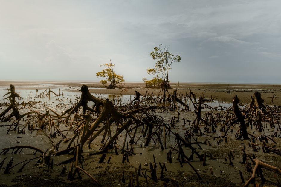 Spatules roses se nourrissant dans les hauts-fonds de la Laguna de Términos tôt le matin, mangroves se reflétant dans l'eau immobile