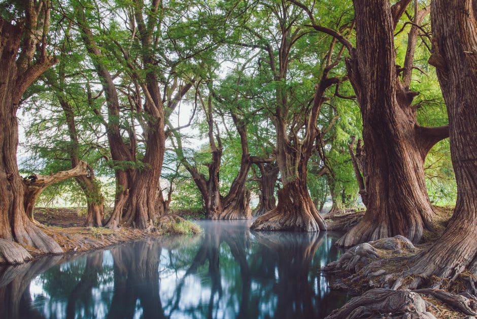El camino hacia El Nacimiento del Río Monte a través de tierras ganaderas en el norte de Coahuila