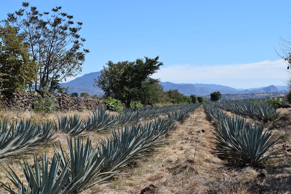 Long rows of grey-green maguey agave stretching across the dry plains of Soyaniquilpan, a single tall flowering stalk rising above the field under a hard bright sky